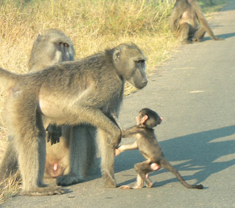 JAR 317_pav.JPG - Malé paviáně nutí maminku ke hrám, ta ale nemá náladu. Za to strejdové o kus dál si hráli náramně.